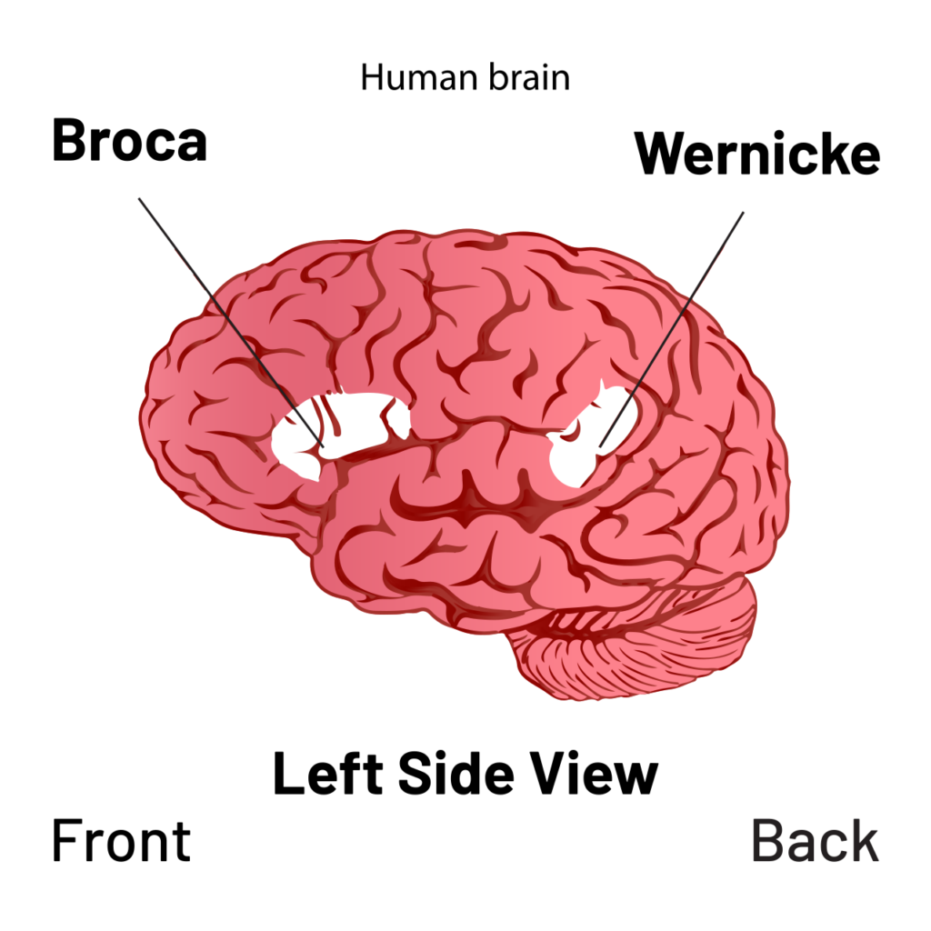 Diagrama del cerebro con la localización del área de Broca (lóbulo frontal) y del área de Wernicke (lóbulo temporal)